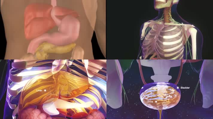 人体内脏器官机理医疗三维动画 