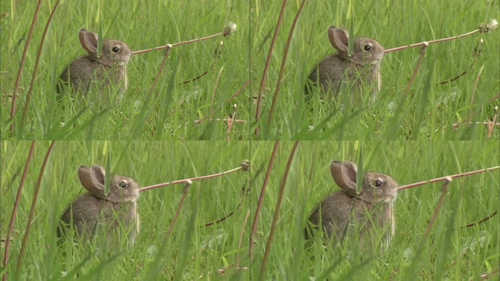 小兔吃草
