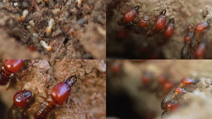 非洲白蚁蚂蚁害虫蛀虫