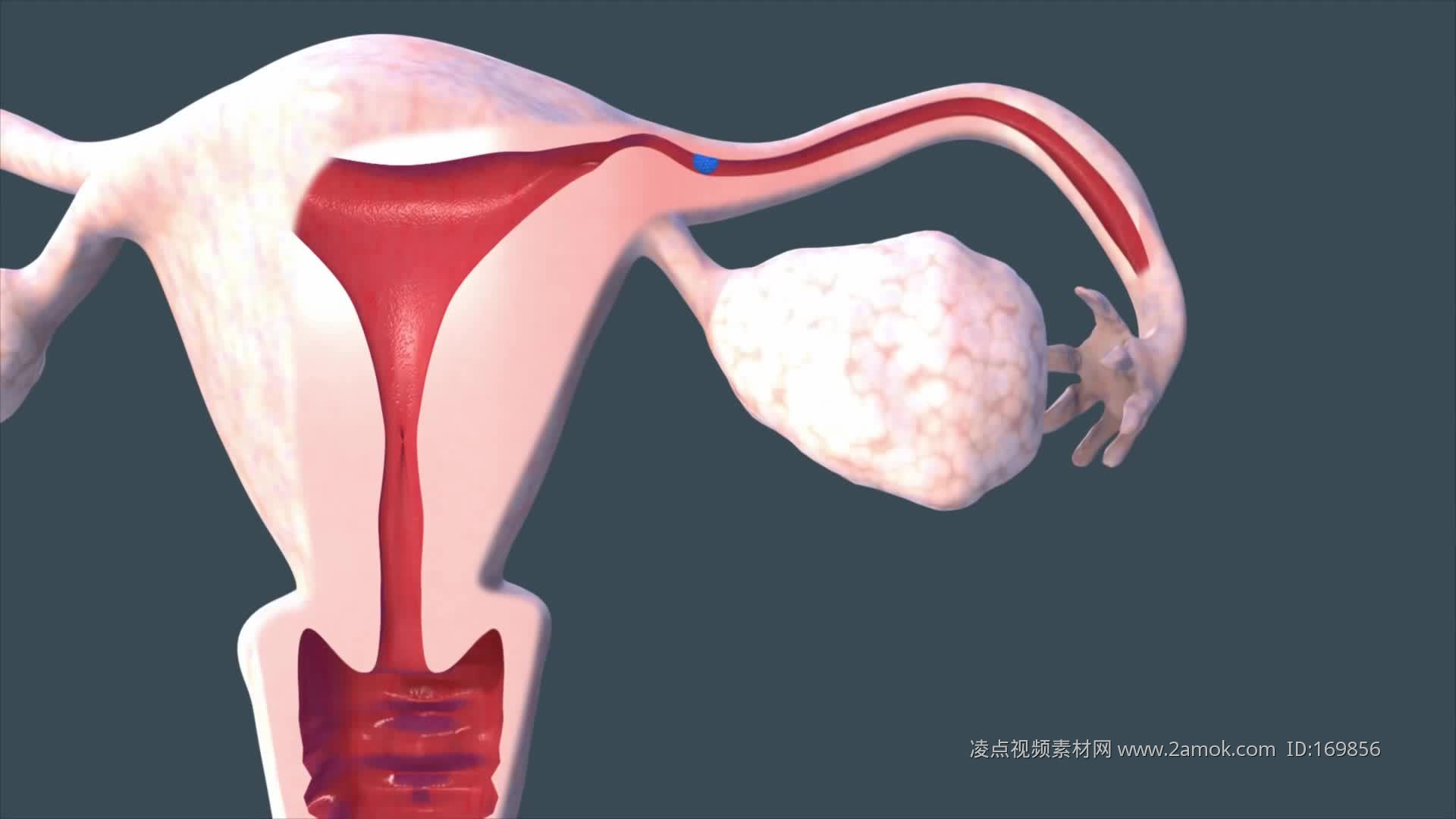 孕妇肚子图片素材-编号37135084-图行天下