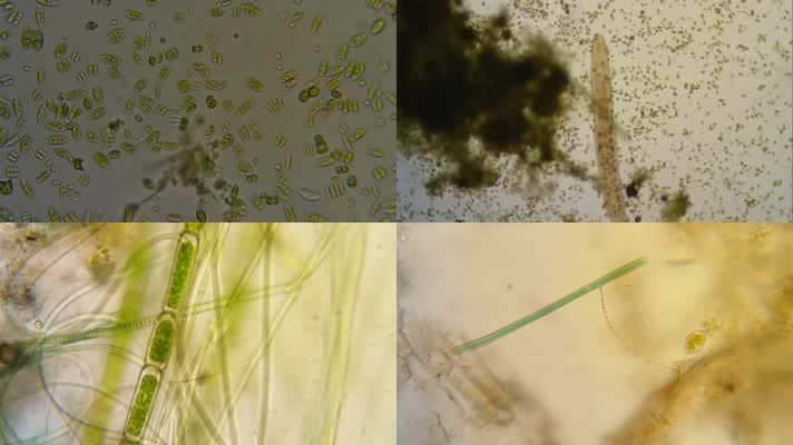 高倍电子显微镜下的微观世界细菌繁殖
