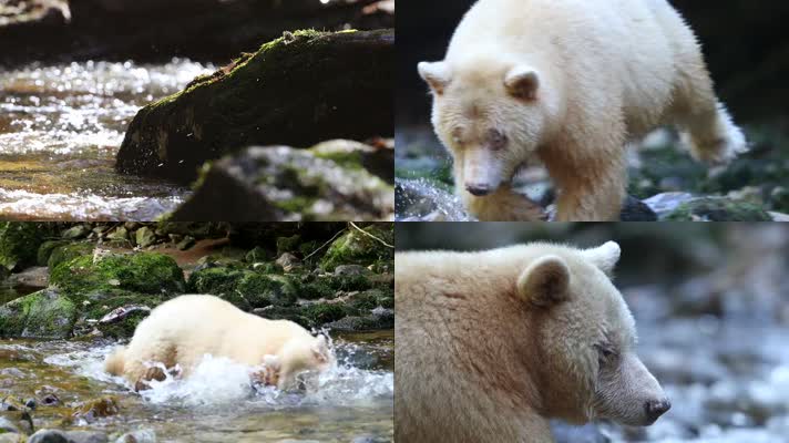 大熊雨林生活
