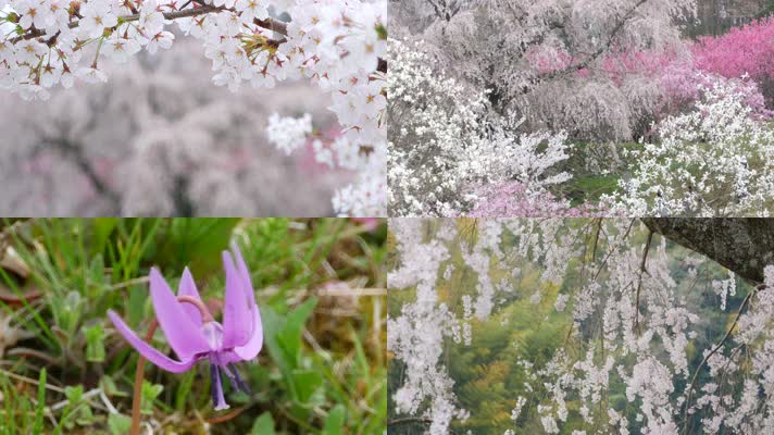 【4K】春天樱花盛开