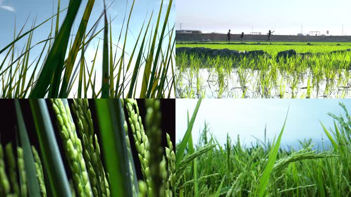 农作物、平原、水乡、播种、稻谷、麦浪