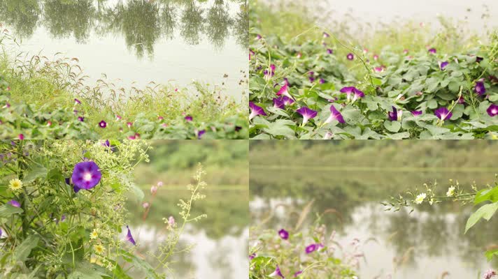 河边惬意美景 小野花