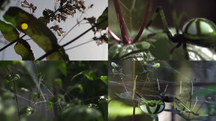 森林大蜘蛛织网昆虫生物