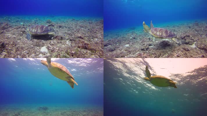 海底游向海面的海龟
