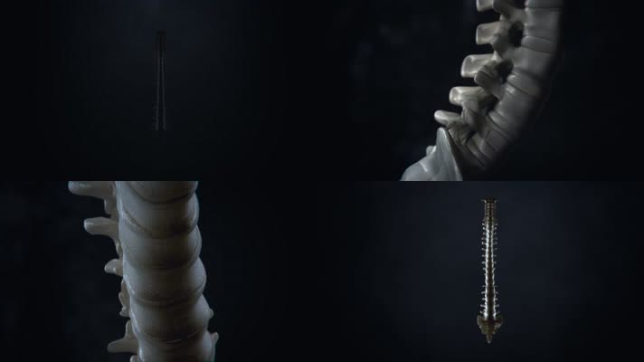 人体脊椎脊柱骨三维动画