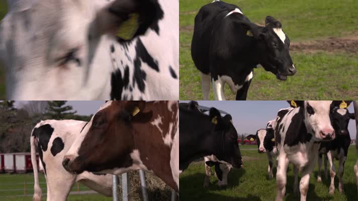 牛养殖视频