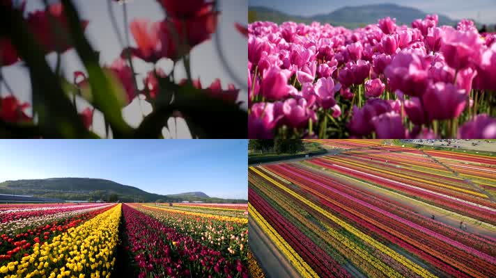 郁金香花田花海植物花卉农场田园风光航拍