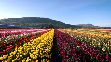 郁金香花田花海植物花卉农场田园风光航拍 郁金香花田花海植物花卉农场田园风光航拍
