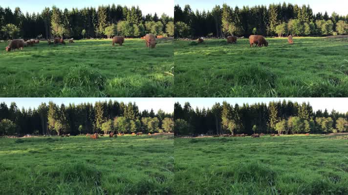 苏格兰高原牦牛草原牧场放牛群4K实拍