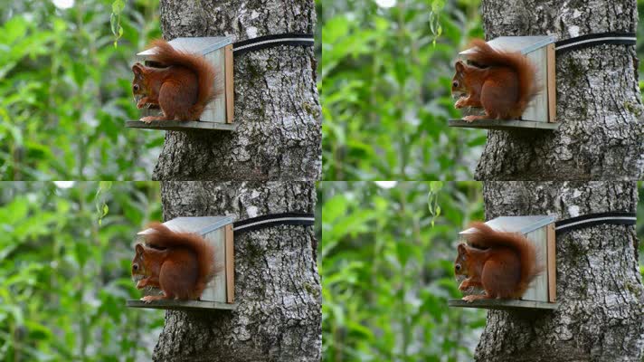 树上的松鼠吃食物