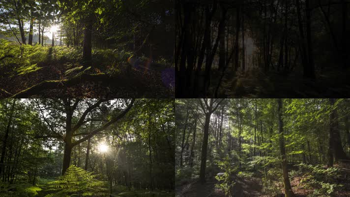 4K原始森林阳光绿色自然生态环境宣传片素材
