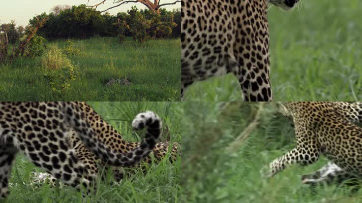 高清实拍老虎猎豹