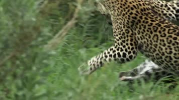 高清实拍老虎猎豹