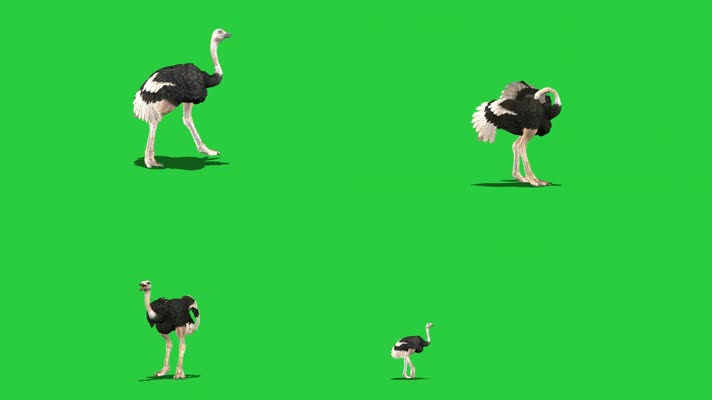 绿屏抠像视频素材鸵鸟