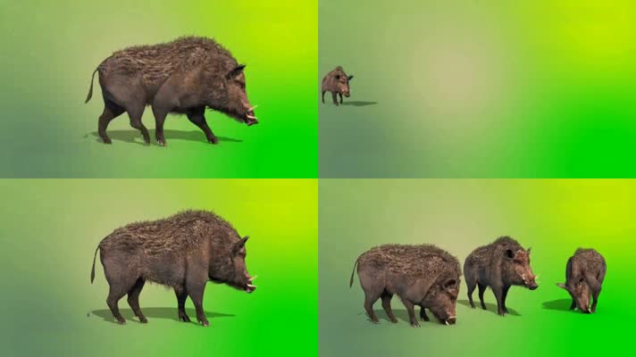 绿屏抠像视频素材野猪