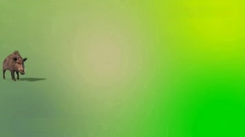 绿屏抠像视频素材野猪