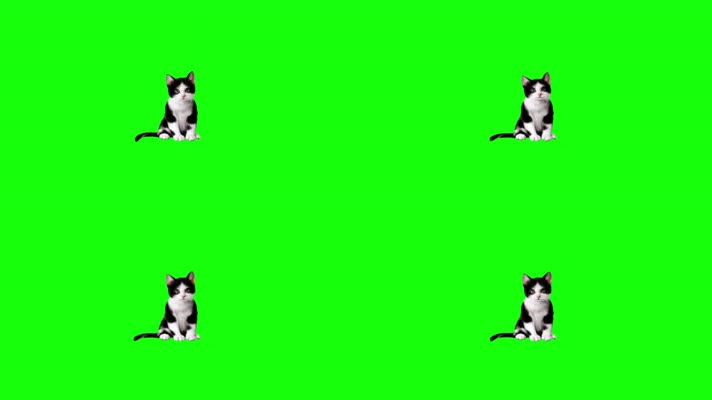 绿屏抠像视频素材猫咪