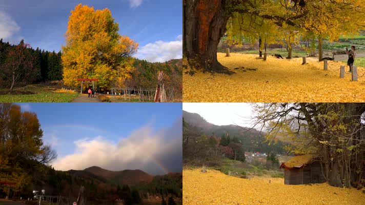 4K金秋季节银杏树秋天落叶自然风景