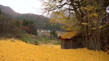 4K金秋季节银杏树秋天落叶自然风景