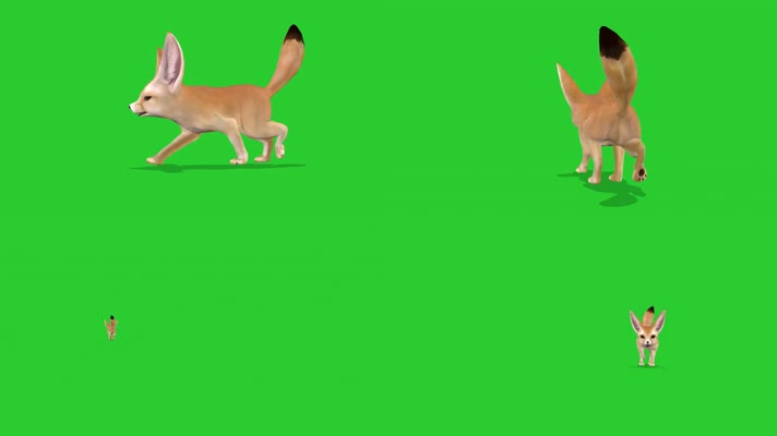 绿屏抠像视频素材狐狸