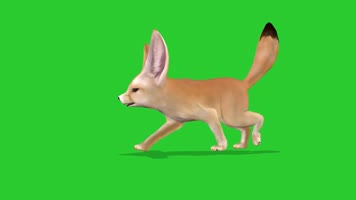 绿屏抠像视频素材狐狸