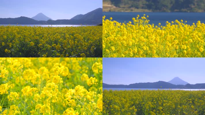 4K油菜花田湖泊湖水