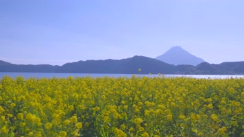4K油菜花田湖泊湖水