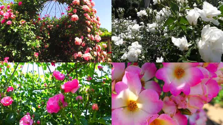 4K东京神代植物花卉公园玫瑰花绽放自然风景