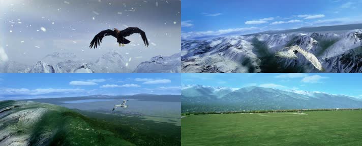 26.鹰击长空鹰转场