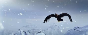 26.鹰击长空鹰转场