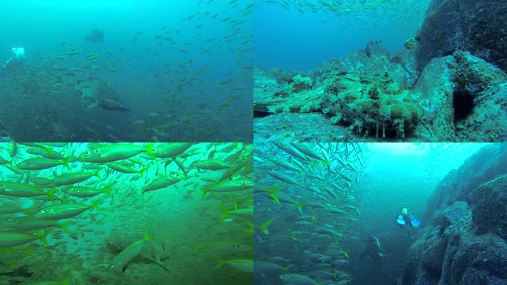 海底游鱼鱼群鲨鱼潜水员水生物