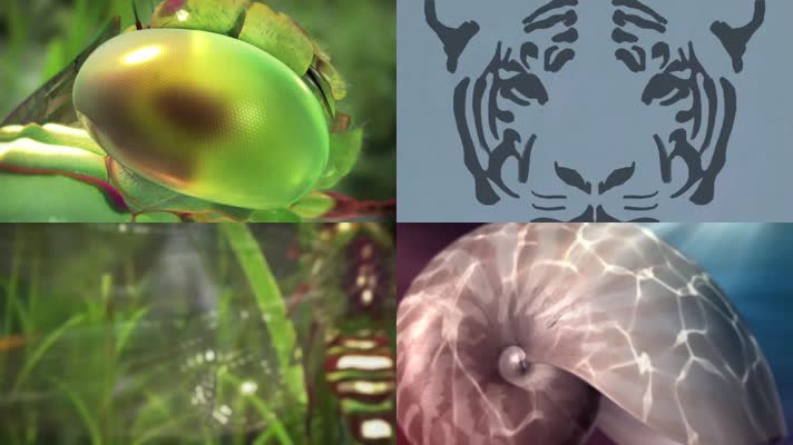 炫酷数学生物医学科技开场开篇片头 炫酷数学生物医学科技开场开篇片头