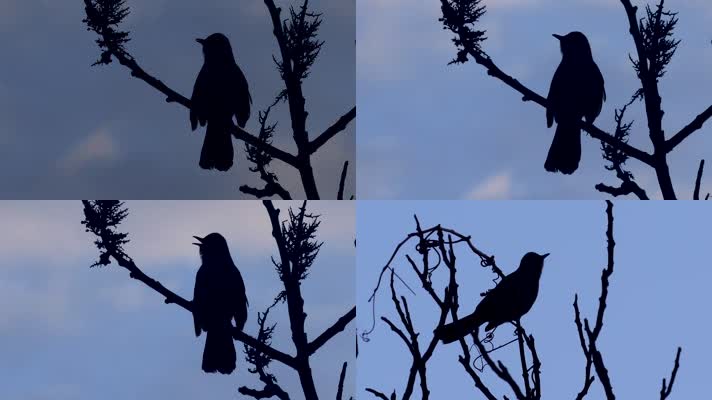 乌鸦鸟儿鸣叫树枝剪影