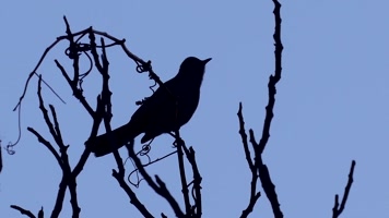 乌鸦鸟儿鸣叫树枝剪影