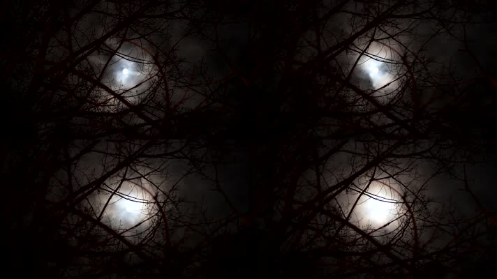 透过树梢的月亮
