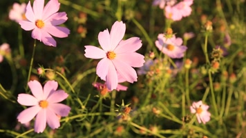 金秋季节风景宫殿古城墙古建筑遗址