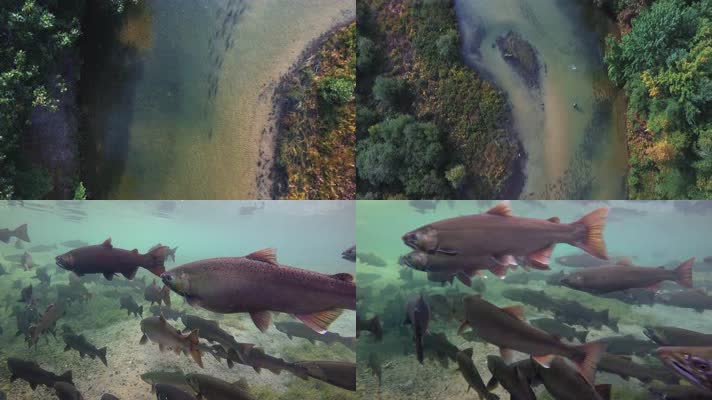 4K实拍森林河流鲑鱼群水下镜头