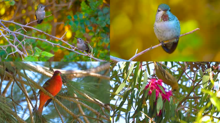 4K环境保护自然鸟类视频