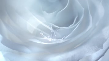 白玫瑰花白牡丹花鲜花水滴浪漫意境 白玫瑰花白牡丹花鲜花水滴浪漫意境