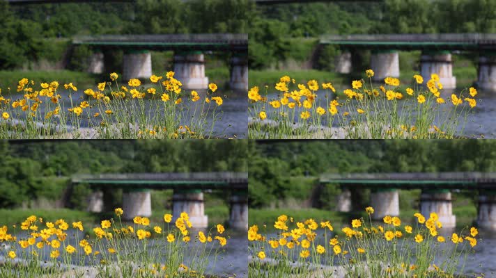 河边的野花