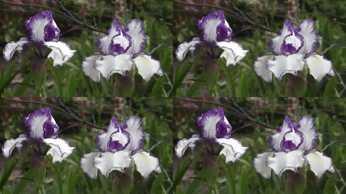 花、紫白色花
