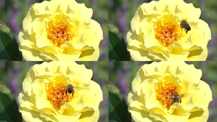 黄色玫瑰、蜜蜂采蜜