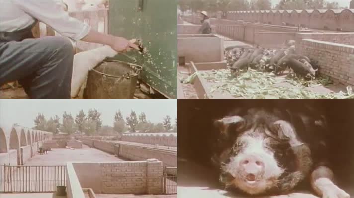 70年代的养殖厂养猪厂