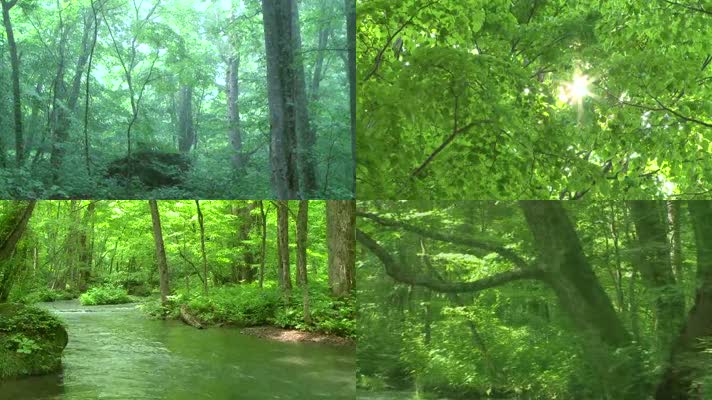绿色森林-山间小溪