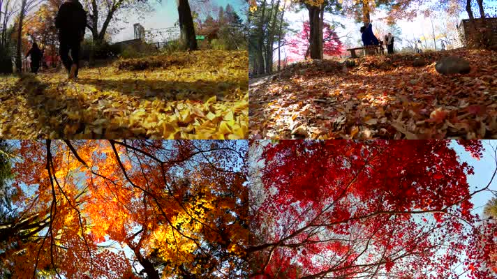 金秋季节秋日阳光公园秋天风景