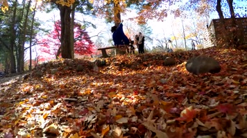金秋季节秋日阳光公园秋天风景