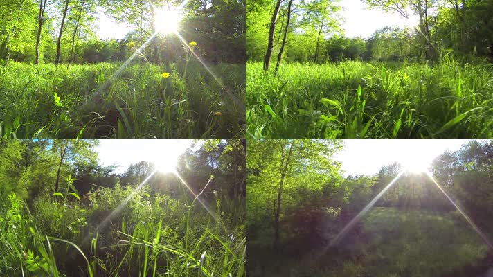 翠绿草丛森林漫步阳光照射